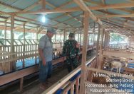 Babinsa Bosar Maligas Dampingi Peternak Kambing, Bangun Semangat dan Kepedulian Kebersihan Kandang