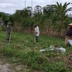 Semangat Gotong Royong, Babinsa Dampingi Warga Siapkan Lahan Tanam Ubi Rambat