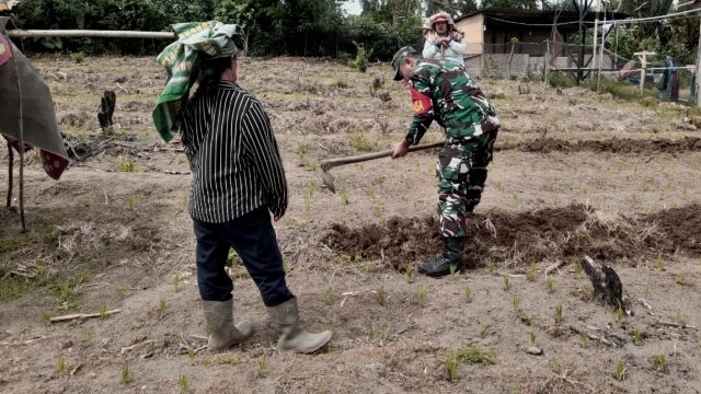Babinsa Koramil Raya Laksanakan Komsos dan Bantu Warga Bersihkan Gulma di Lahan Pertanian.
