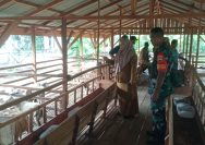 Babinsa Serbelawan Dampingi Pengembangan Peternakan Domba BUMNag, Dorong Kesejahteraan Warga Nagori Batu Silangit