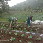 Wujud Kepedulian TNI, Babinsa Dampingi Petani Bersihkan Gulma Tanaman Kol di Sibangun Mariah Wujud Kepedulian TNI, Babinsa Dampingi Petani Bersihkan Gulma Tanaman Kol di Sibangun Mariah