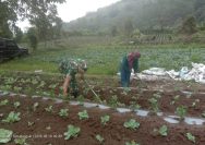 Wujud Kepedulian TNI, Babinsa Dampingi Petani Bersihkan Gulma Tanaman Kol di Sibangun Mariah