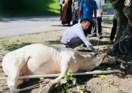 Hari Raya Idul Adha 1447 H, Polres Binjai Sembelih 7 Ekor Sapi dan 3 Ekor Kambing