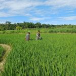 Babinsa dan Petani Kompak Rawat Sawah, Wujud Nyata Kepedulian TNI untuk Rakyat