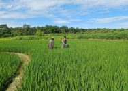 Babinsa dan Petani Kompak Rawat Sawah, Wujud Nyata Kepedulian TNI untuk Rakyat