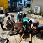 PLN UP3 Pematangsiantar Laksanakan Qurban Idul Adha 1447 H, Tebar Kepedulian untuk Sesama.