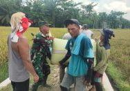 Babinsa Koramil 07/Bosar Maligas Dampingi Panen Padi Warga, Dorong Petani Jaga Kualitas Hasil Panen.