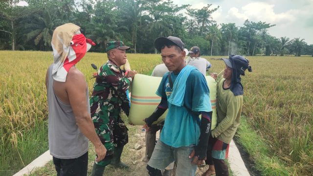 Babinsa Koramil 07/Bosar Maligas Dampingi Panen Padi Warga, Dorong Petani Jaga Kualitas Hasil Panen.