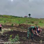 Babinsa Turun ke Sawah, Semangat Gotong Royong Hidupkan Pertanian di Ujung Saribu Babinsa Turun ke Sawah, Semangat Gotong Royong Hidupkan Pertanian di Ujung Saribu