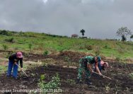 Babinsa Turun ke Sawah, Semangat Gotong Royong Hidupkan Pertanian di Ujung Saribu