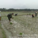 Dari Sawah untuk Negeri, Babinsa Koramil 07/Bosar Maligas Dorong Produktivitas Petani Simalungun.