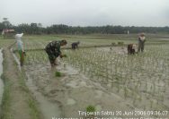 Dari Sawah untuk Negeri, Babinsa Koramil 07/Bosar Maligas Dorong Produktivitas Petani Simalungun.