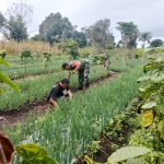 Babinsa dan Petani Bawang Satu Langkah, Satu Harapan untuk Ketahanan Pangan.