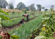 Babinsa dan Petani Bawang Satu Langkah, Satu Harapan untuk Ketahanan Pangan.