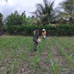 Babinsa Koramil Tanah Jawa Dampingi Petani Lakukan Pemupukan Jagung, Wujud Nyata Kepedulian TNI terhadap Ketahanan Pangan.
