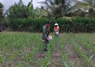 Babinsa Koramil Tanah Jawa Dampingi Petani Lakukan Pemupukan Jagung, Wujud Nyata Kepedulian TNI terhadap Ketahanan Pangan.