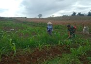 Babinsa dan Petani Bahu Membahu Bersihkan Gulma, Wujud Nyata Dukungan Ketahanan Pangan.