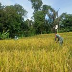 Panen Padi Penuh Kebersamaan, Babinsa dan Petani Bersinergi Wujudkan Ketahanan Pangan