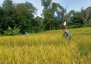 Panen Padi Penuh Kebersamaan, Babinsa dan Petani Bersinergi Wujudkan Ketahanan Pangan