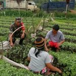 Babinsa dan Petani Satu Langkah untuk Ketahanan Pangan, Komsos Hangat di Nagori Urung Purba.