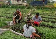 Babinsa dan Petani Satu Langkah untuk Ketahanan Pangan, Komsos Hangat di Nagori Urung Purba.