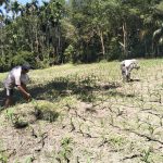 Babinsa Koramil 09/Tiga Balata Turun ke Ladang, Dukung Petani Tingkatkan Produktivitas Jagung.