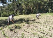 Babinsa Koramil 09/Tiga Balata Turun ke Ladang, Dukung Petani Tingkatkan Produktivitas Jagung.