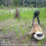 Kebersamaan di Lahan Pertanian, Babinsa dan Petani Bahu-Membahu Rawat Padi Gogo.