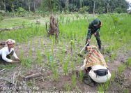 Kebersamaan di Lahan Pertanian, Babinsa dan Petani Bahu-Membahu Rawat Padi Gogo.