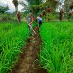 Peduli Ketahanan Pangan, Babinsa dan Petani Gotong Royong Rawat Padi Gogo di Sondi Raya.