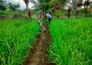 Peduli Ketahanan Pangan, Babinsa dan Petani Gotong Royong Rawat Padi Gogo di Sondi Raya.