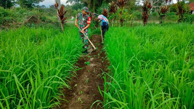 Peduli Ketahanan Pangan, Babinsa dan Petani Gotong Royong Rawat Padi Gogo di Sondi Raya.