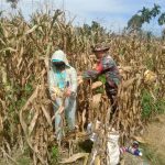 Dari Ladang untuk Negeri, Babinsa Dampingi Petani Wujudkan Ketahanan Pangan