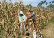 Dari Ladang untuk Negeri, Babinsa Dampingi Petani Wujudkan Ketahanan Pangan