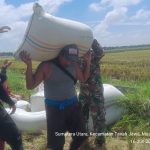 Babinsa Koramil 10/Tanah Jawa Pantau Panen Padi Modern, Dukung Ketahanan Pangan di Nagori Bayu Bagasan