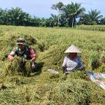 Babinsa Koramil 10/Tanah Jawa Turun ke Sawah, Bantu Petani Usai Panen di Nagori Mariah Jambi Babinsa Koramil 10/Tanah Jawa Turun ke Sawah, Bantu Petani Usai Panen di Nagori Mariah Jambi