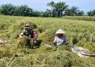Babinsa Koramil 10/Tanah Jawa Turun ke Sawah, Bantu Petani Usai Panen di Nagori Mariah Jambi