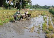 Tak Sekadar Komunikasi Sosial, Babinsa Ikut Turun Tangan Membajak Sawah Dukung Ketahanan Pangan Simalungun.