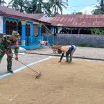 Tak Sekadar Komsos, Babinsa Tanah Jawa Turun Tangan Bantu Petani Jemur Hasil Panen.