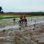 Babinsa Koramil 06/Perdagangan Turun ke Sawah, Wujudkan Ketahanan Pangan Bersama Petani. Babinsa Koramil 06/Perdagangan Turun ke Sawah, Wujudkan Ketahanan Pangan Bersama Petani.