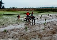 Babinsa Koramil 06/Perdagangan Turun ke Sawah, Wujudkan Ketahanan Pangan Bersama Petani.