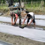 Semangat Gotong Royong di Lahan Pertanian, Babinsa dan Petani Bersama Wujudkan Panen Berkualitas.
