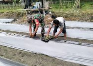 Semangat Gotong Royong di Lahan Pertanian, Babinsa dan Petani Bersama Wujudkan Panen Berkualitas.