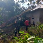 Babinsa Koramil 08/Sungai Geringging Tinjau Lokasi Pohon Tumbang Yang Menimpa Rumah Warga.