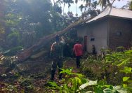 Babinsa Koramil 08/Sungai Geringging Tinjau Lokasi Pohon Tumbang Yang Menimpa Rumah Warga.