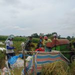Di Tengah Hamparan Padi Menguning, Babinsa Hadir Menguatkan Semangat Petani Simalungun.