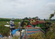 Di Tengah Hamparan Padi Menguning, Babinsa Hadir Menguatkan Semangat Petani Simalungun.