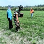 Dekat dengan Rakyat, Babinsa Koramil 10/Tanah Jawa Dampingi Petani Pemupukan Tanaman Jagung.