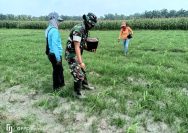 Dekat dengan Rakyat, Babinsa Koramil 10/Tanah Jawa Dampingi Petani Pemupukan Tanaman Jagung.