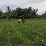 Dekat dengan Rakyat, Babinsa Tanah Jawa Aktif Dampingi Petani Tingkatkan Produksi Jagung. Dekat dengan Rakyat, Babinsa Tanah Jawa Aktif Dampingi Petani Tingkatkan Produksi Jagung.